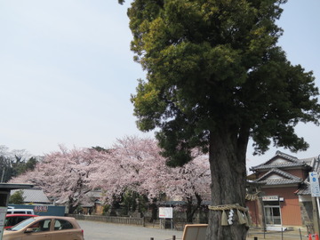 【社長コラム】花木、咲き盛んな 春の日